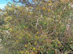 Ochna serrulata bush in flower